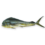 Mahi mahi Whole