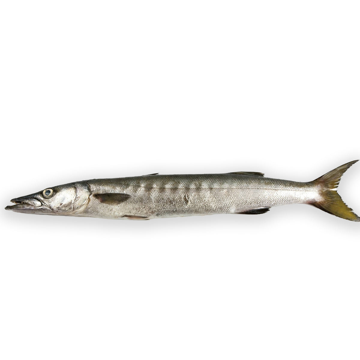 Barracuda Whole