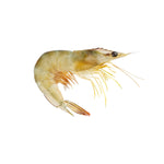White Shrimp Whole
