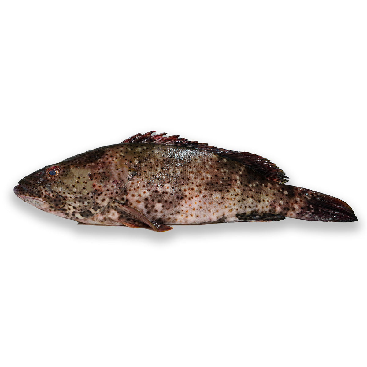 Grouper Whole
