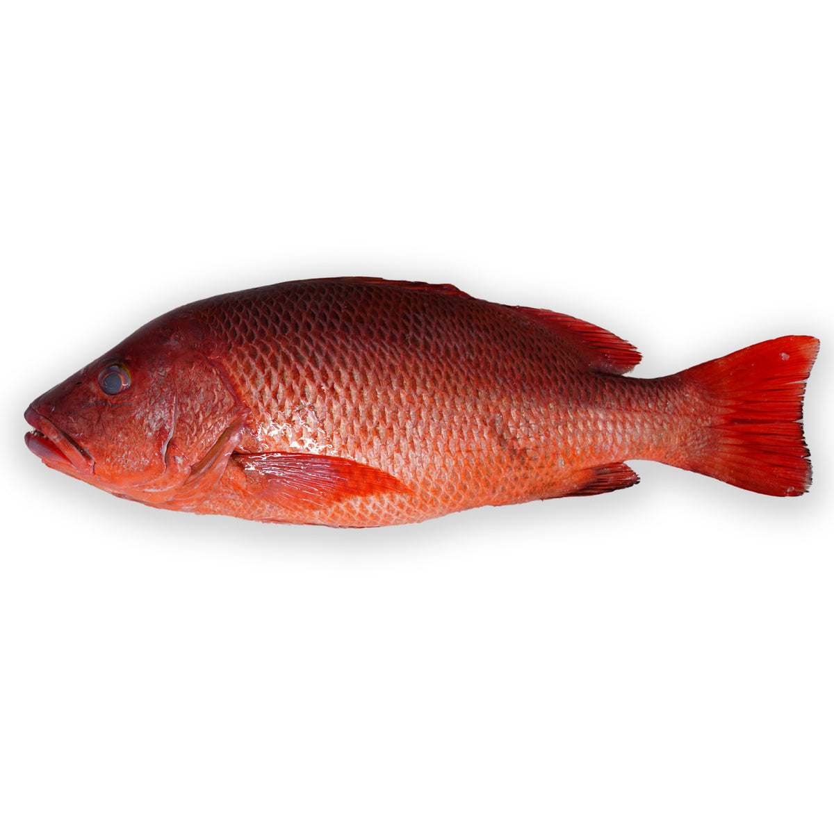 Red snapper Whole