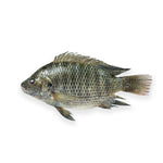 Tilapia Whole