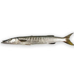 Barracuda Whole