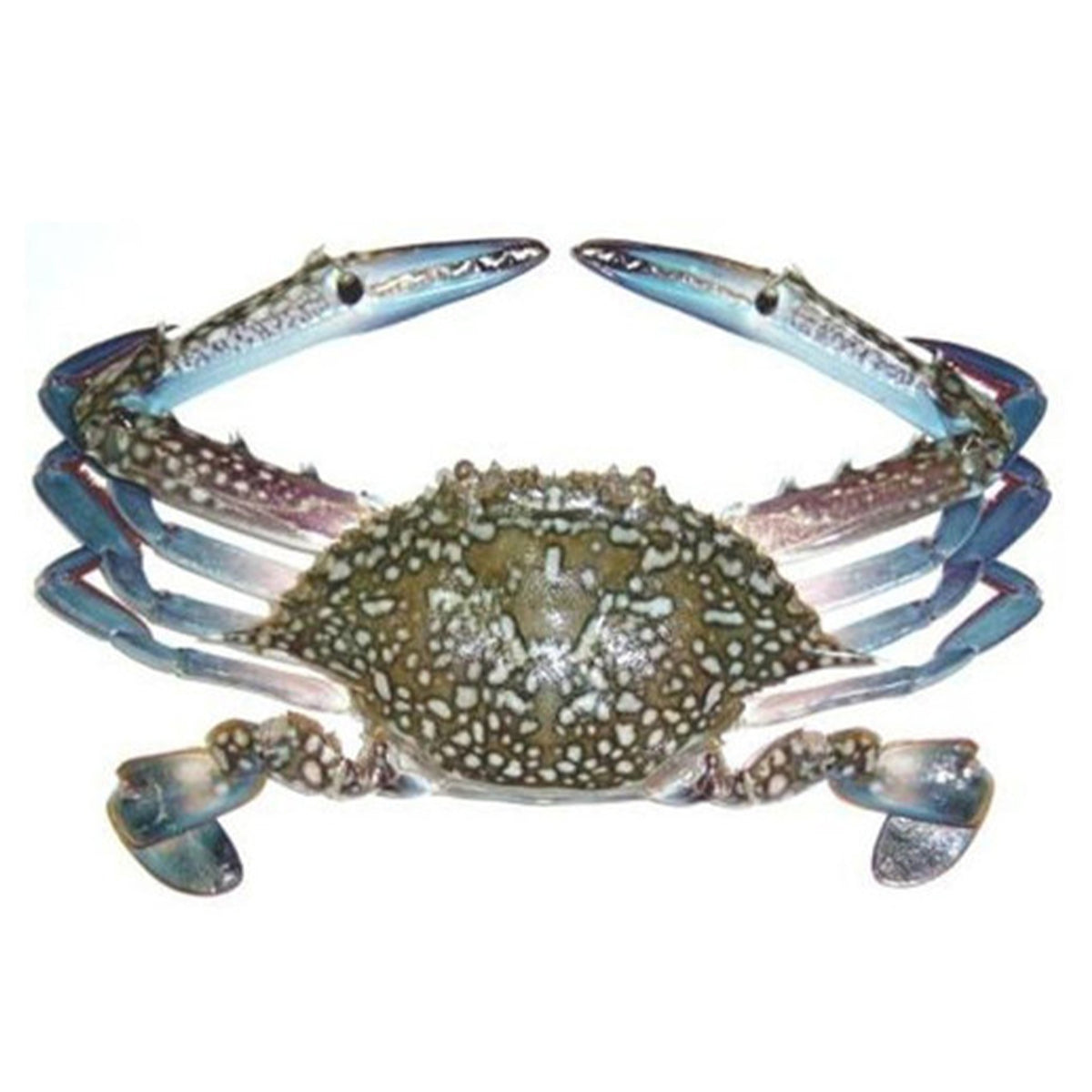 Blue Swimming Crab Whole