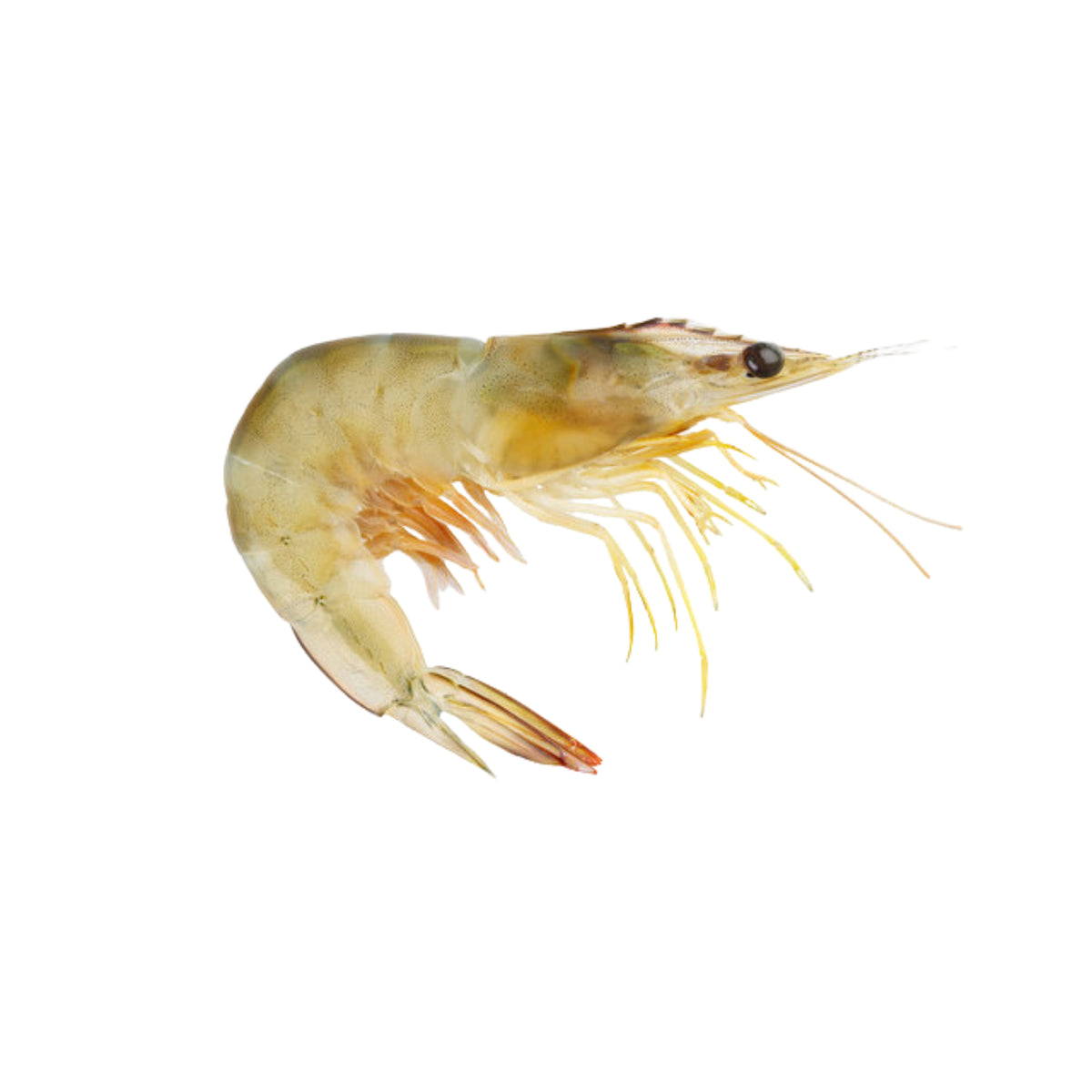 White Shrimp Whole
