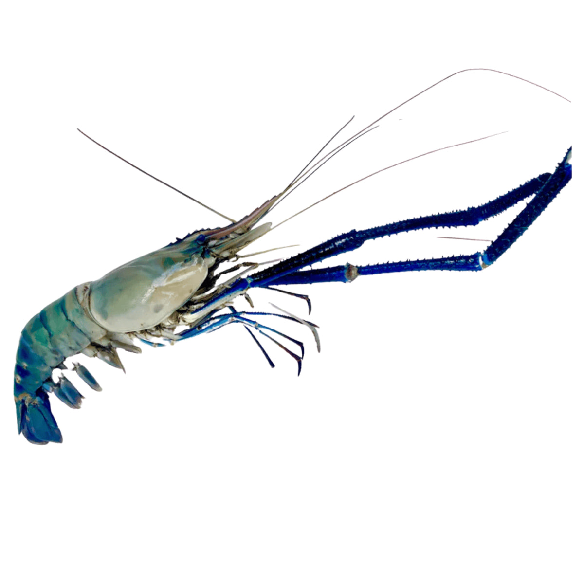 Whole Giant Freshwater Prawn