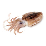 Whole Cuttlefish
