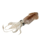 Whole Squid