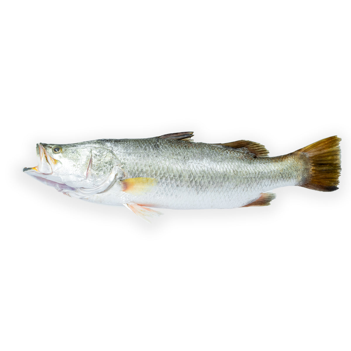 Barramundi Whole