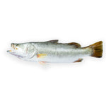 Barramundi Whole