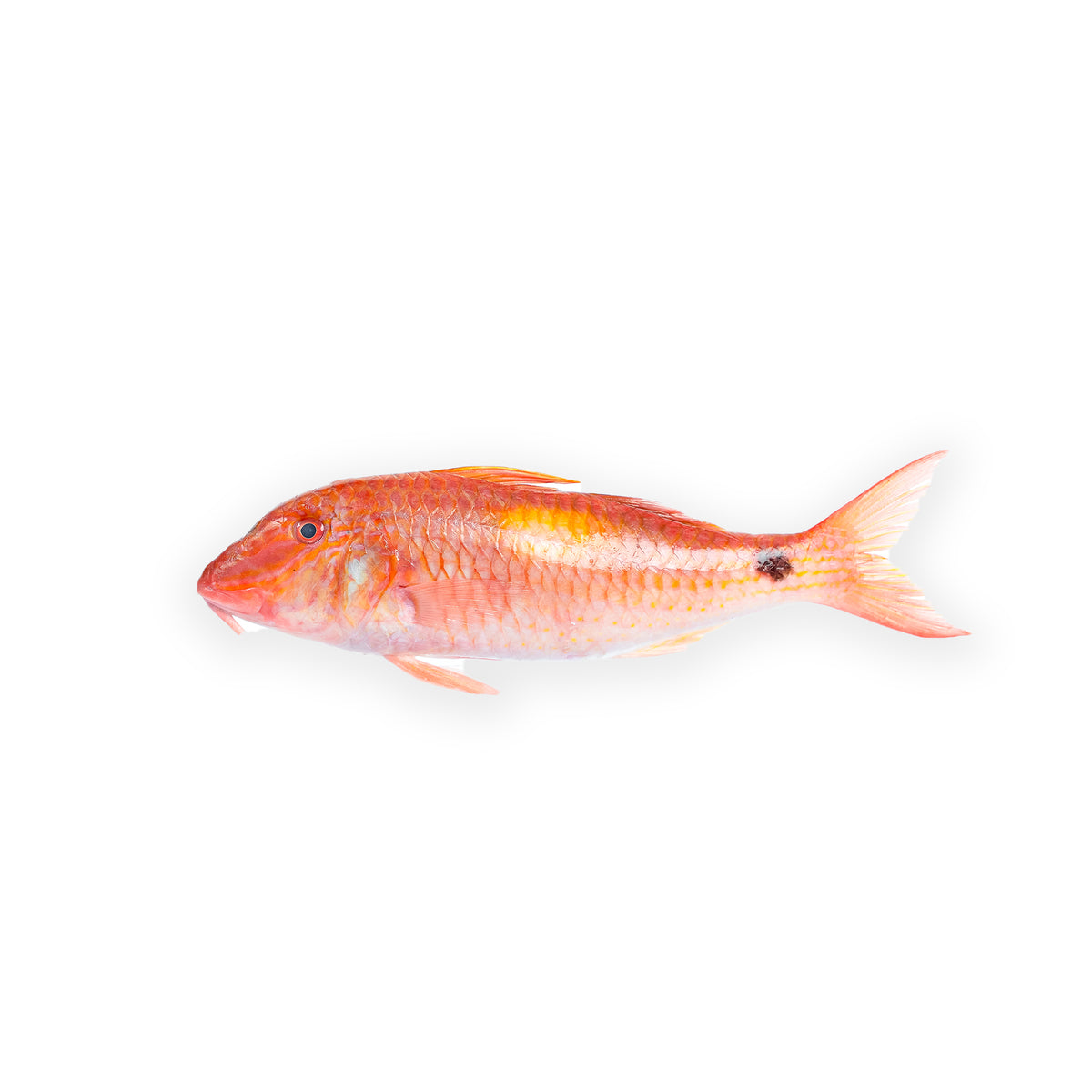 Red mullet Whole