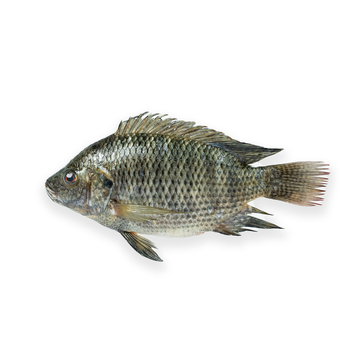 Tilapia Whole